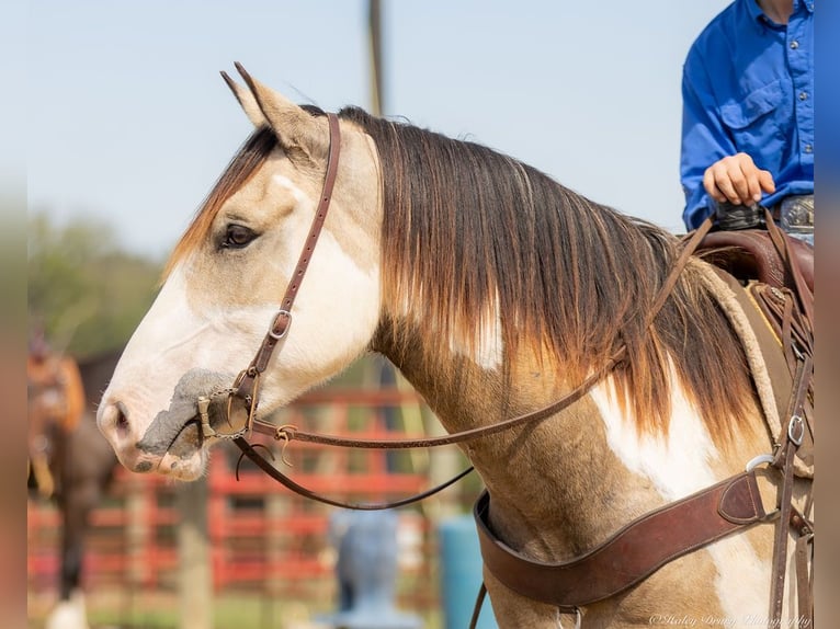 Shire Horse Mix Gelding 4 years 15,3 hh Buckskin in Auburn, KY