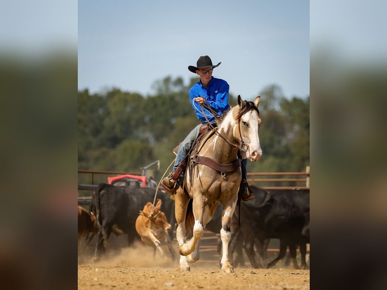 Shire Horse Mix Gelding 4 years 15,3 hh Buckskin in Auburn, KY