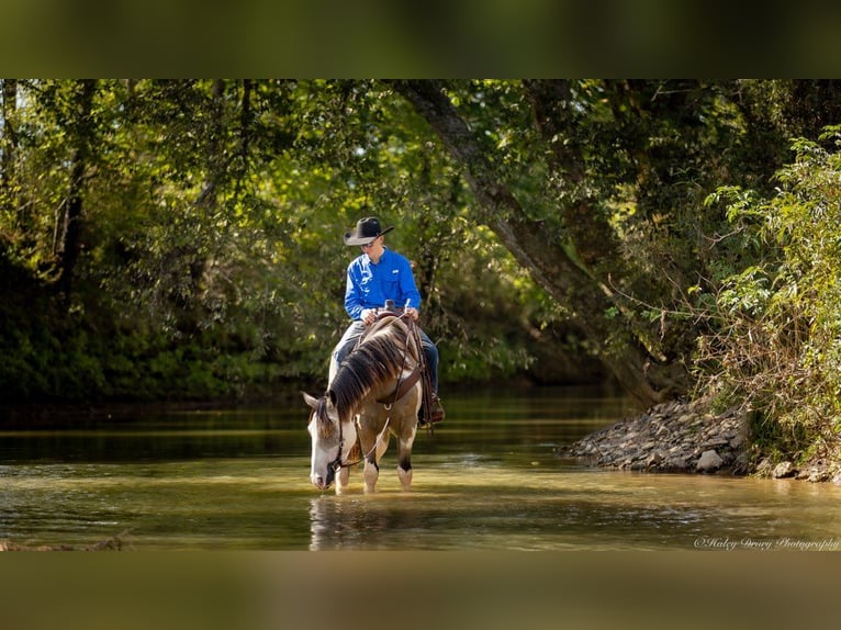 Shire Horse Mix Gelding 4 years 15,3 hh Buckskin in Auburn, KY