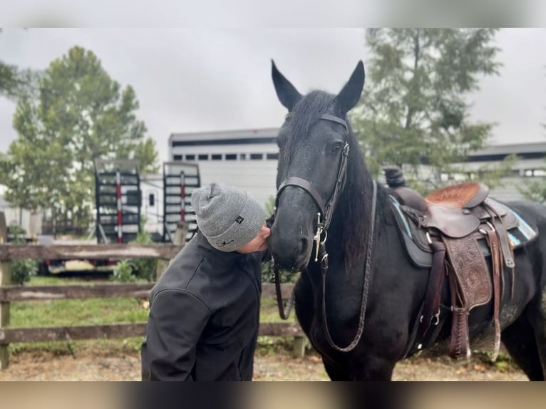 Shire Horse Mix Gelding 4 years 16,2 hh Black in Gap