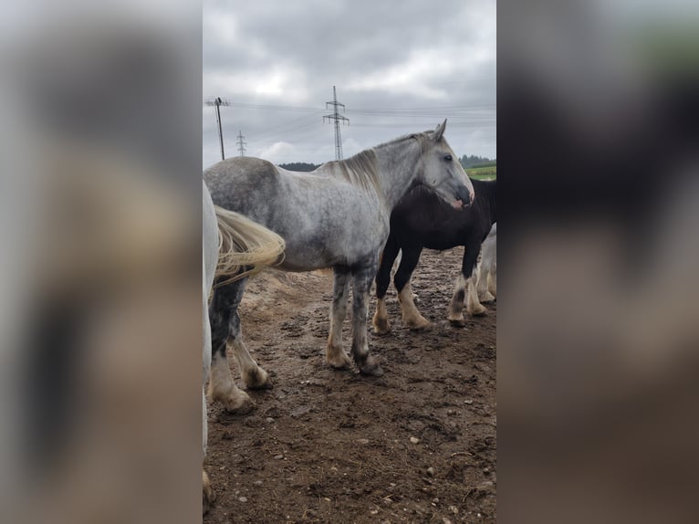 Shire Horse Gelding 4 years 17,2 hh Grey in Ried im Innkreis