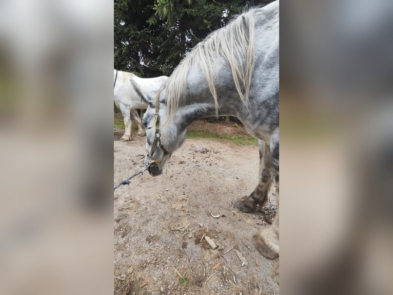 Shire Horse Gelding 4 years 17,2 hh Grey in Ried im Innkreis