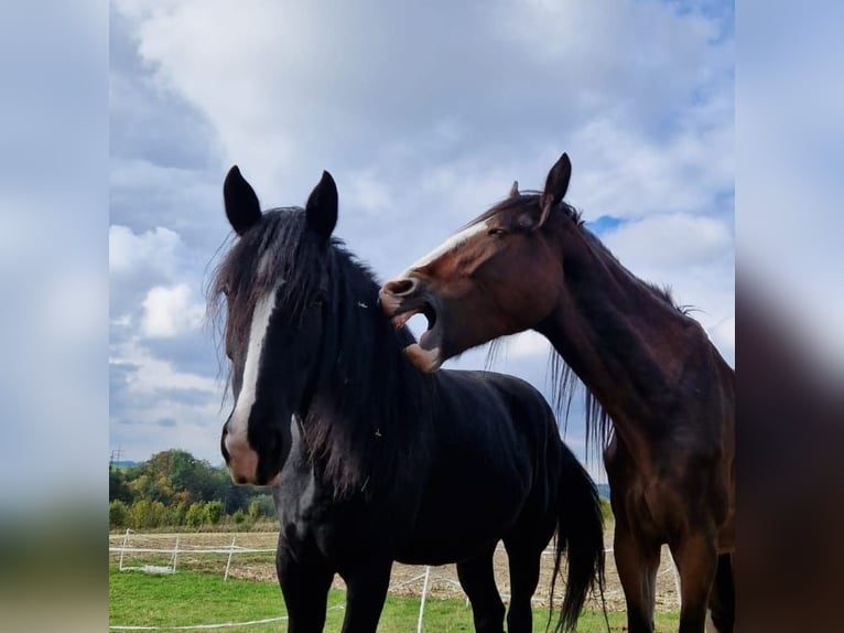 Shire Horse Gelding 4 years 17.3 hh Brown in Ried im Innkreis