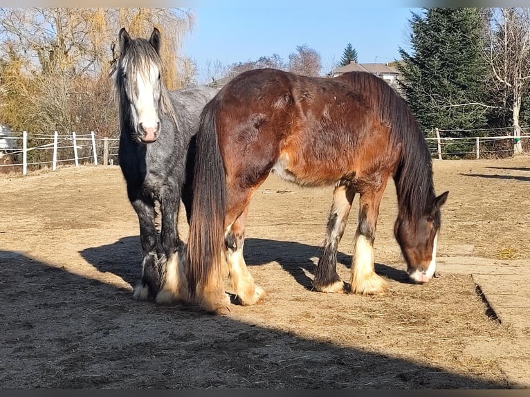 Shire Horse Gelding 4 years 17.3 hh Brown in Ried im Innkreis