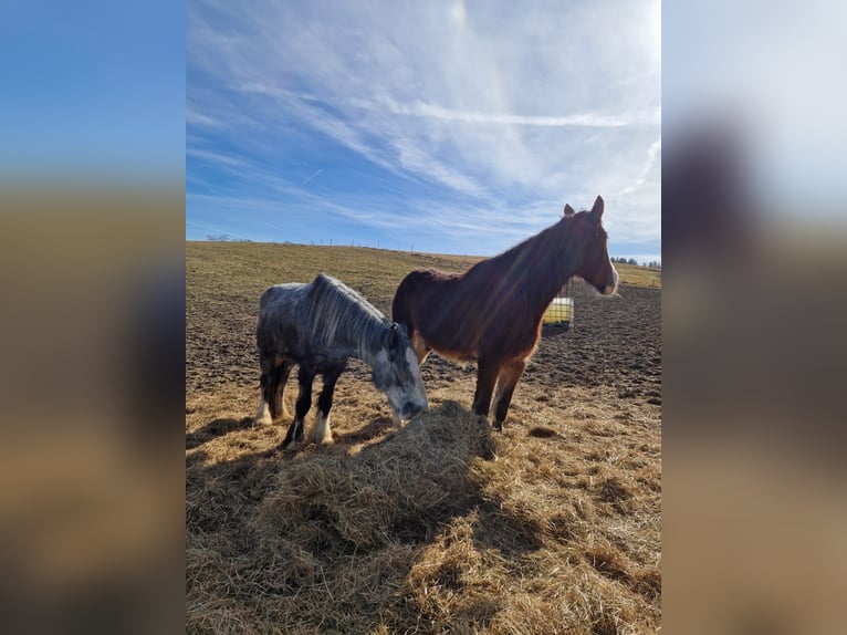 Shire Horse Gelding 4 years 17.3 hh Brown in Ried im Innkreis