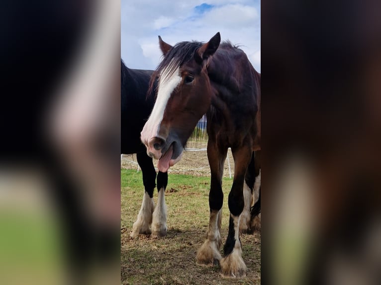 Shire Horse Gelding 4 years 17,3 hh Brown in Ried im Innkreis