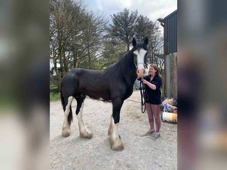 Shire Horse Gelding 4 years 18 hh Black in Ennis, Co.Clare