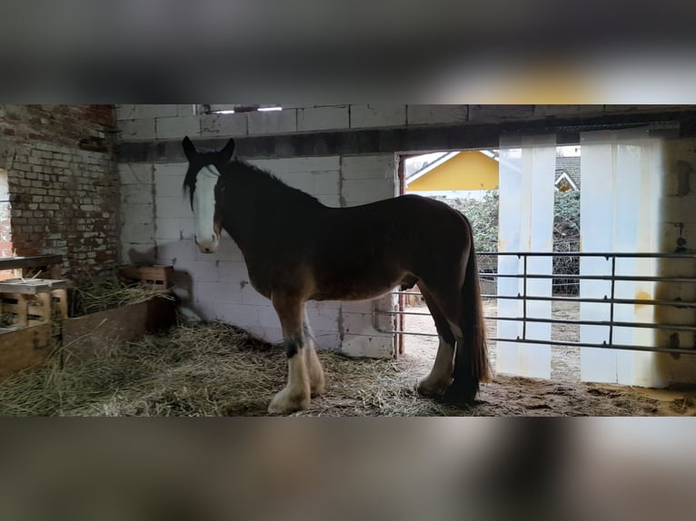Shire Horse Gelding 4 years 18 hh Brown in Lüdersdorf