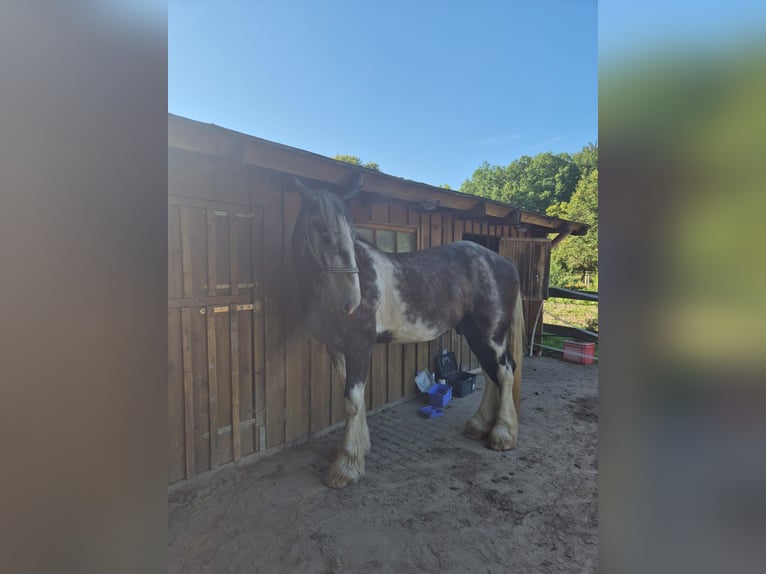 Shire Horse Gelding 4 years 18 hh Pinto in Rehlingen