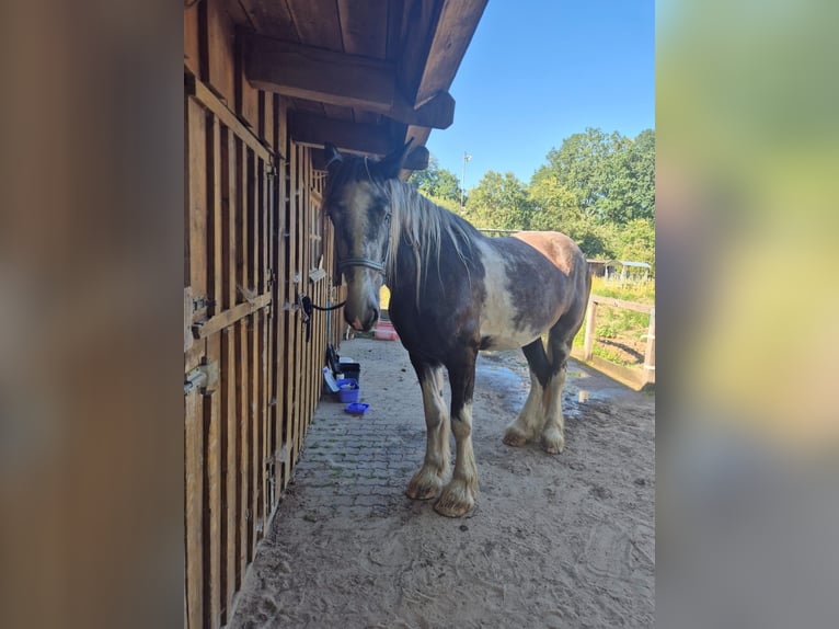 Shire Horse Gelding 4 years 18 hh Pinto in Rehlingen