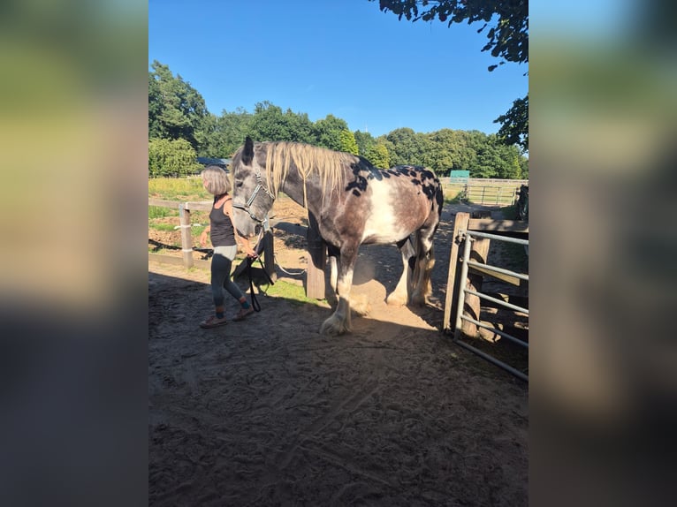 Shire Horse Gelding 4 years 18 hh Pinto in Rehlingen