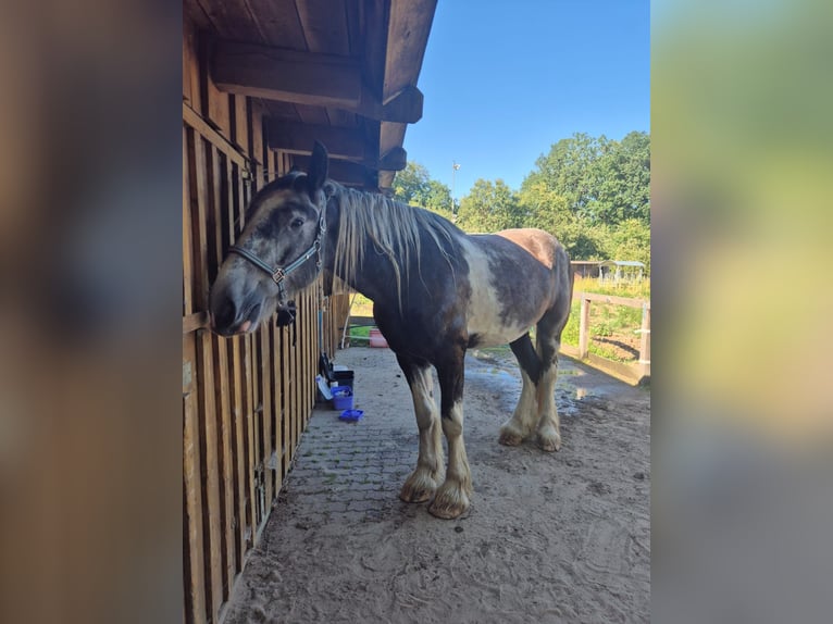 Shire Horse Gelding 4 years 18 hh Pinto in Rehlingen