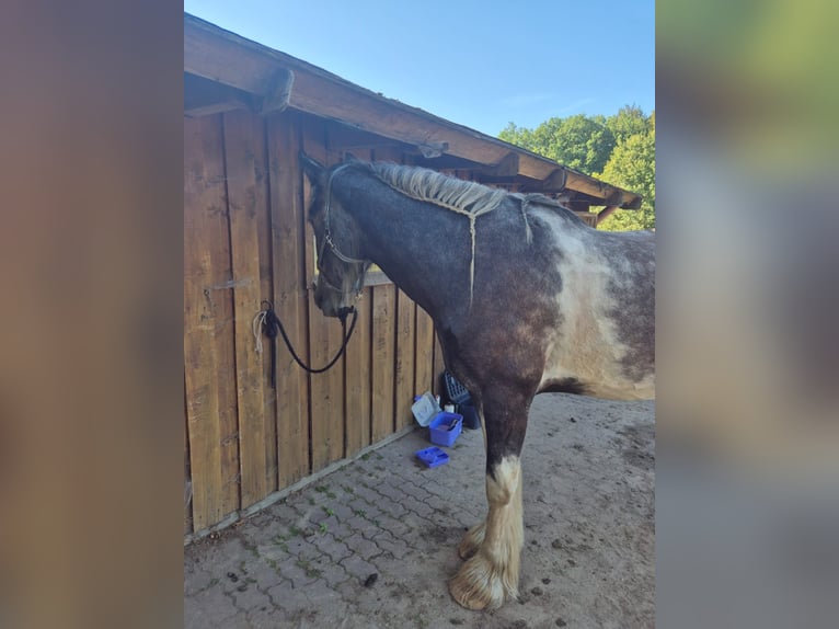 Shire Horse Gelding 4 years 18 hh Pinto in Rehlingen