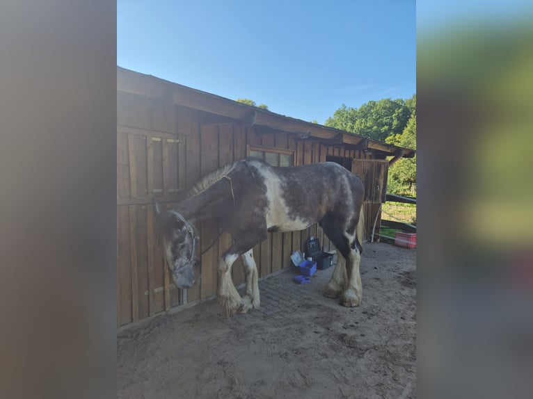Shire Horse Gelding 4 years 18 hh Pinto in Rehlingen