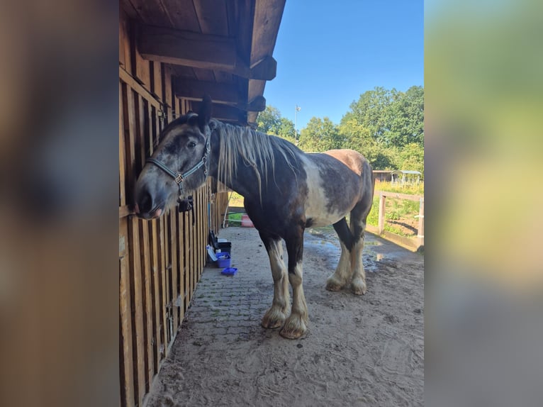 Shire Horse Gelding 4 years 18 hh Pinto in Rehlingen