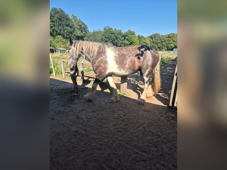 Shire Horse Gelding 4 years 18 hh Pinto in Rehlingen