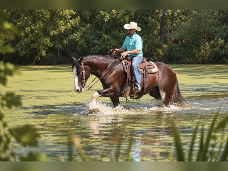 Shire Horse Mix Gelding 4 years Black in Independence