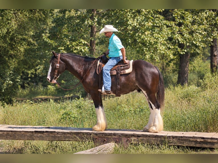 Shire Horse Mix Gelding 4 years Black in Independence
