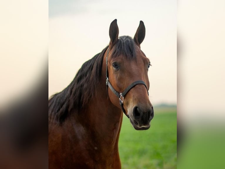 Shire Horse Mix Gelding 5 years 16,2 hh Bay in Cambridge, IA
