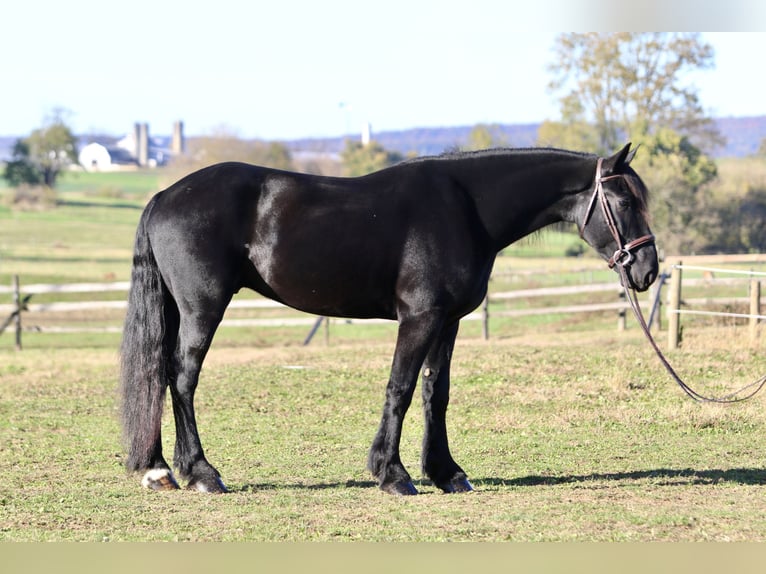 Shire Horse Mix Gelding 5 years 16,2 hh Black in Gap