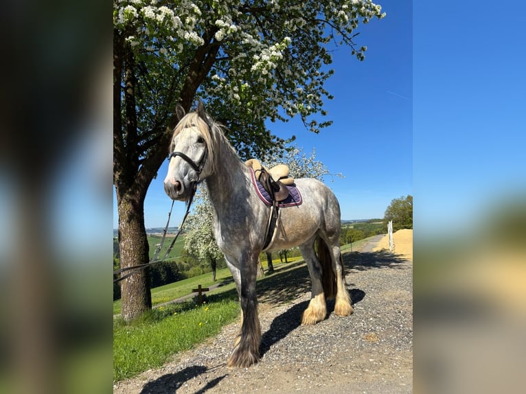 Shire Horse Gelding 5 years 16.3 hh Can be white in Eferding