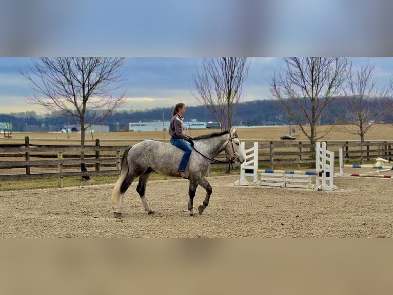Shire Horse Mix Gelding 5 years 16 hh Grey in Gap