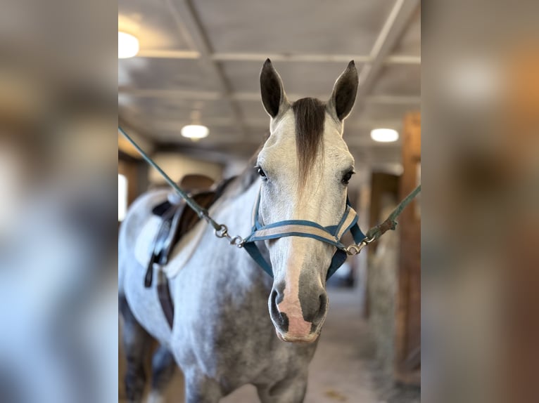 Shire Horse Mix Gelding 5 years 16 hh Grey in Gap
