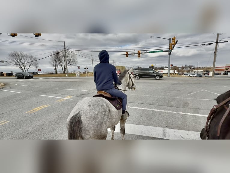 Shire Horse Mix Gelding 5 years 16 hh Grey in Gap