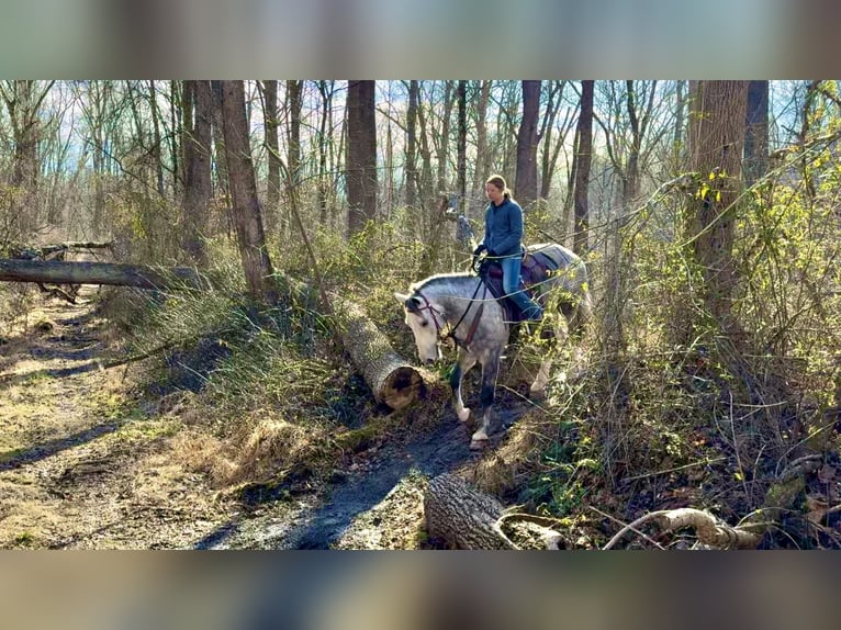 Shire Horse Mix Gelding 5 years 16 hh Grey in Gap