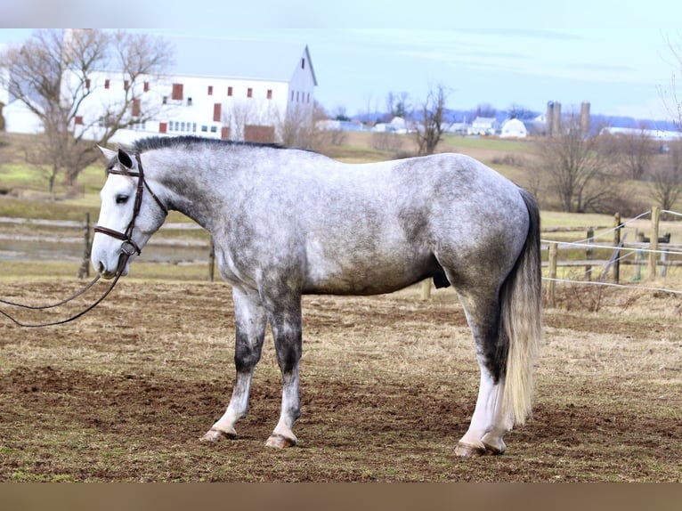 Shire Horse Mix Gelding 5 years 16 hh Grey in Gap