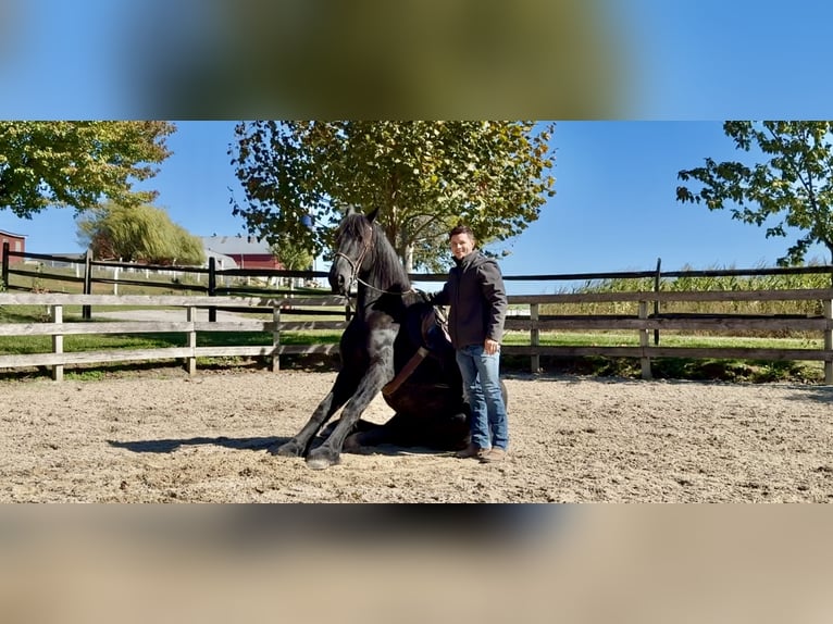 Shire Horse Mix Gelding 5 years 16,2 hh Black in Gap