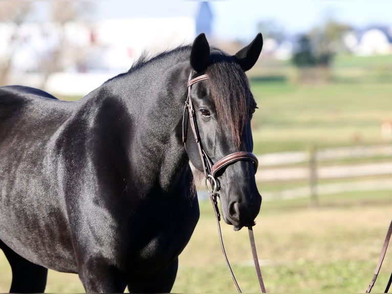 Shire Horse Mix Gelding 5 years 16,2 hh Black in Gap