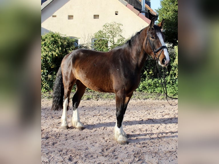 Shire Horse Gelding 5 years 17,1 hh Brown in Sonnefeld