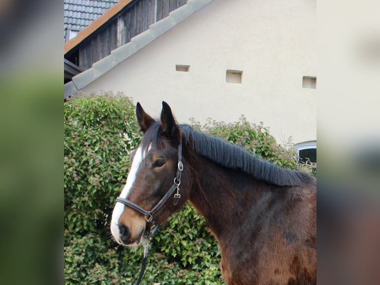 Shire Horse Gelding 5 years 17,1 hh Brown in Sonnefeld