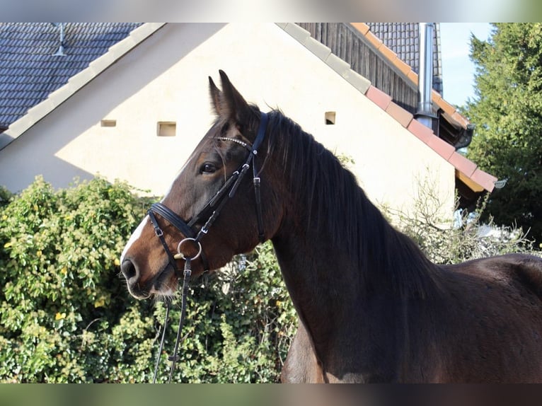 Shire Horse Gelding 5 years 17,1 hh Brown in Sonnefeld