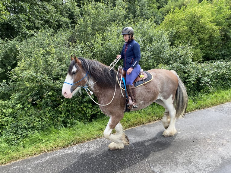 Shire Horse Gelding 5 years 17,3 hh Pinto in Neuss