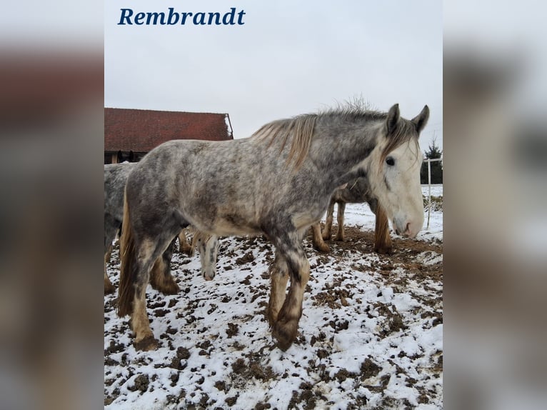 Shire Horse Gelding 5 years 17,2 hh Grey in Ried im Innkreis