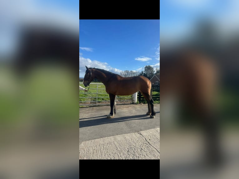 Shire Horse Mix Gelding 5 years 18 hh Bay in Stockton on tees
