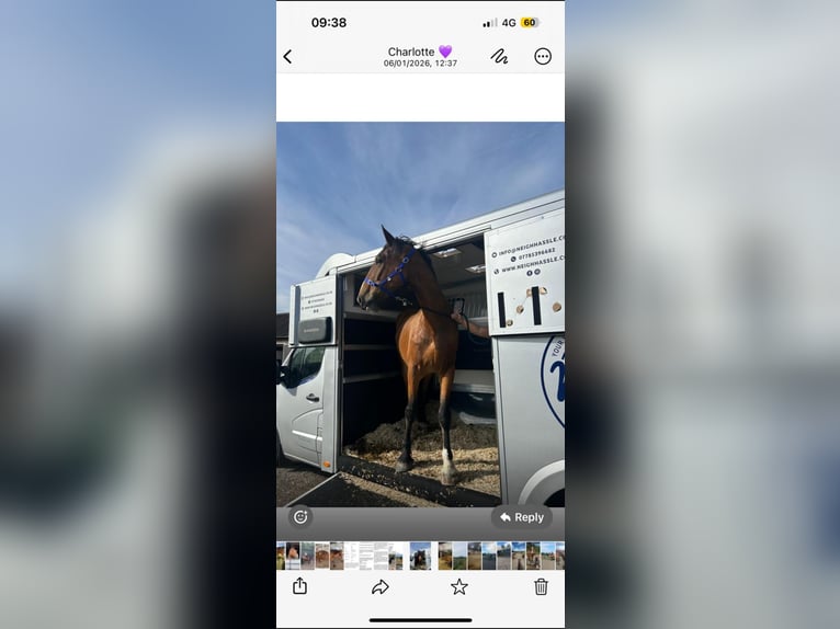 Shire Horse Mix Gelding 5 years 18 hh Bay in Stockton on tees