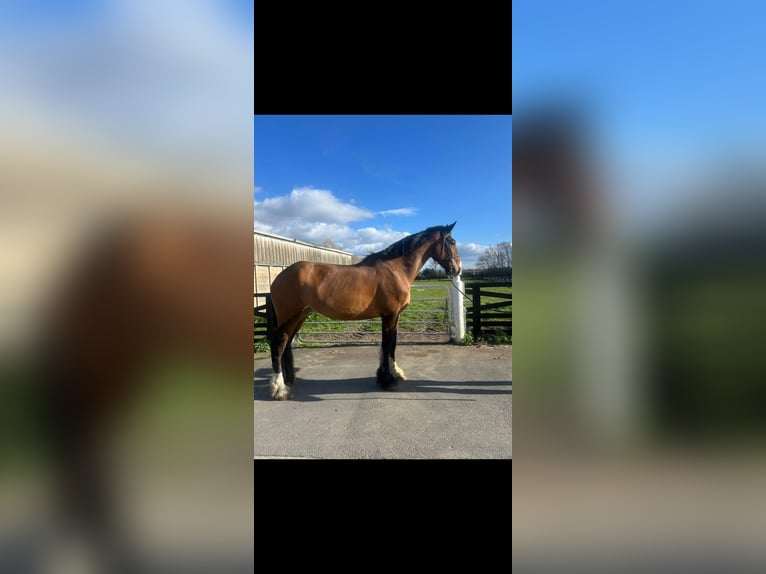 Shire Horse Mix Gelding 5 years 18 hh Bay in Stockton on tees