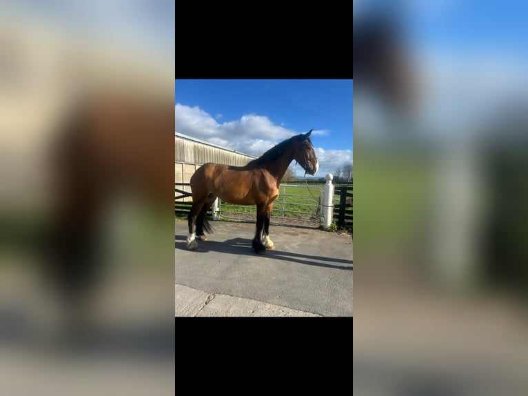 Shire Horse Mix Gelding 5 years 18 hh Bay in Stockton on tees