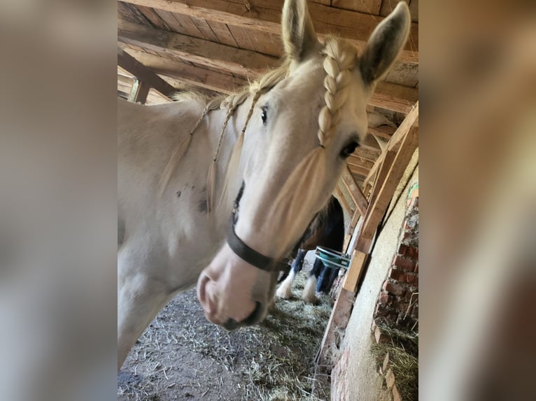 Shire Horse Gelding 5 years 19 hh White in Unterneukirchen