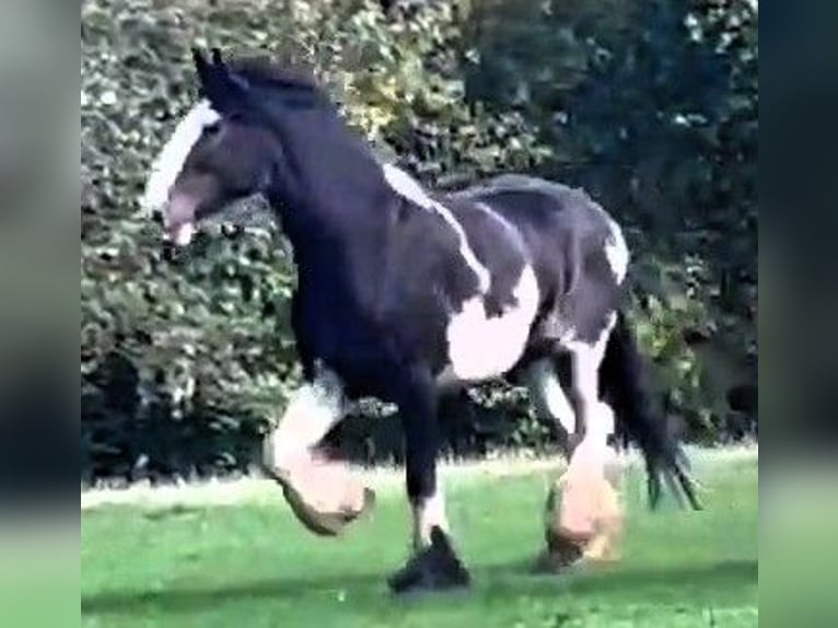 Shire Horse Gelding 5 years in marbury