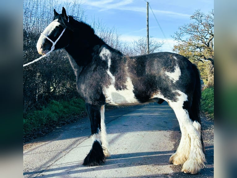 Shire Horse Gelding 5 years in whitegate