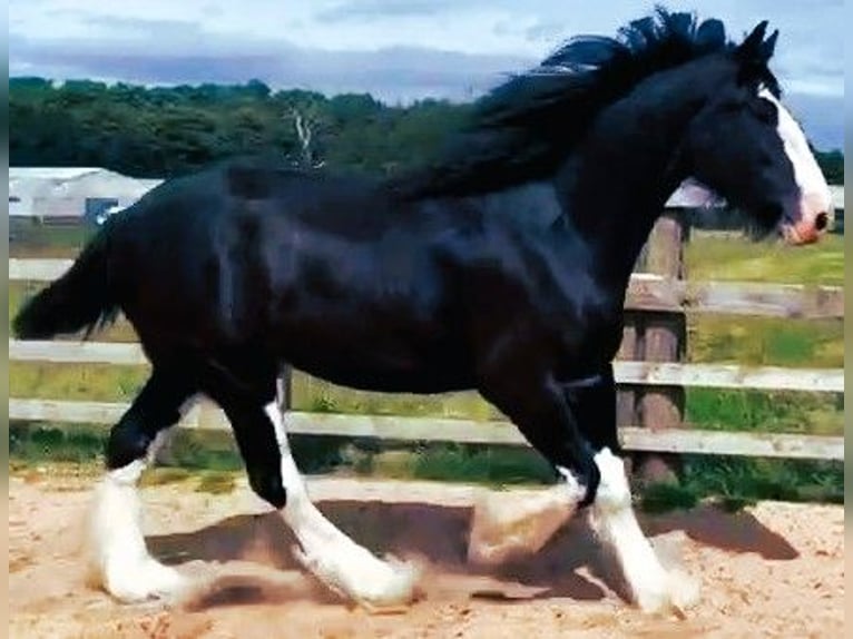 Shire Horse Gelding 5 years  in cheshire