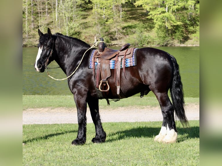 Shire Horse Mix Gelding 6 years 16,2 hh Black in Tompkinsville