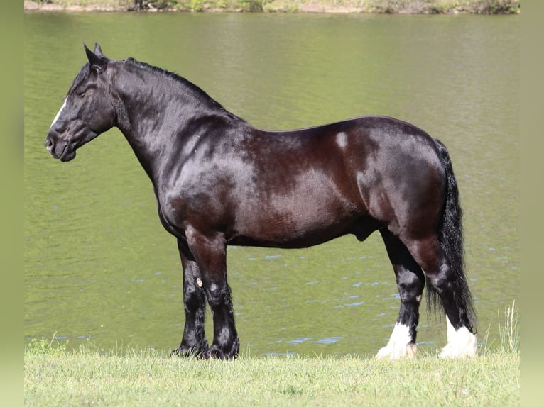 Shire Horse Mix Gelding 6 years 16,2 hh Black in Tompkinsville