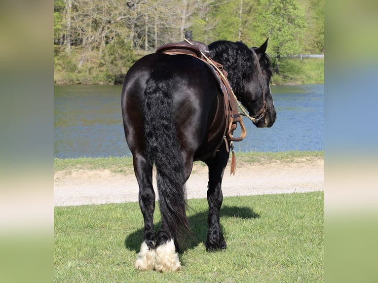 Shire Horse Mix Gelding 6 years 16,2 hh Black in Tompkinsville