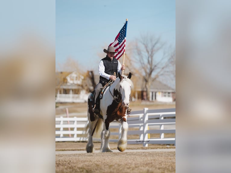 Shire Horse Gelding 6 years 16,2 hh Tobiano-all-colors in Independence IA