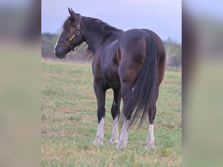 Shire Horse Mix Gelding 6 years 16 hh Black in Millsap, TX